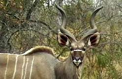 antilope-koudou
