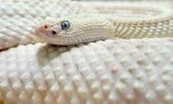 serpent-blanc-1